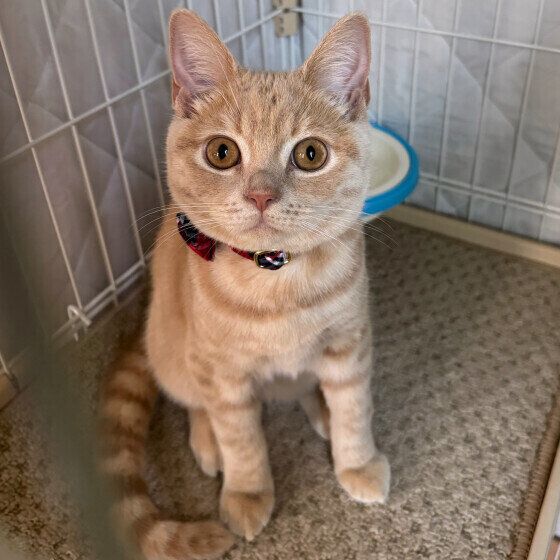 ブリティッシュショートヘアのまんてんちゃん