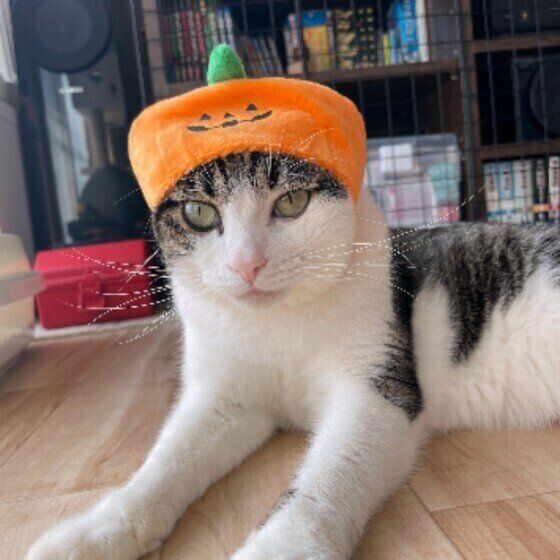 帽子をかぶる幸くん（MIX）