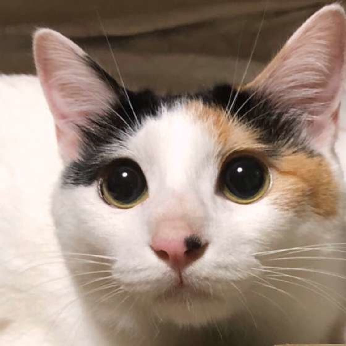 まだ 信頼関係を築けていない人 に対して猫が見せるしぐさは ねこのきもちweb Magazine まだ 信頼関係を築けていない人 に対して猫が見せるしぐさは ねこのきもちweb Magazine
