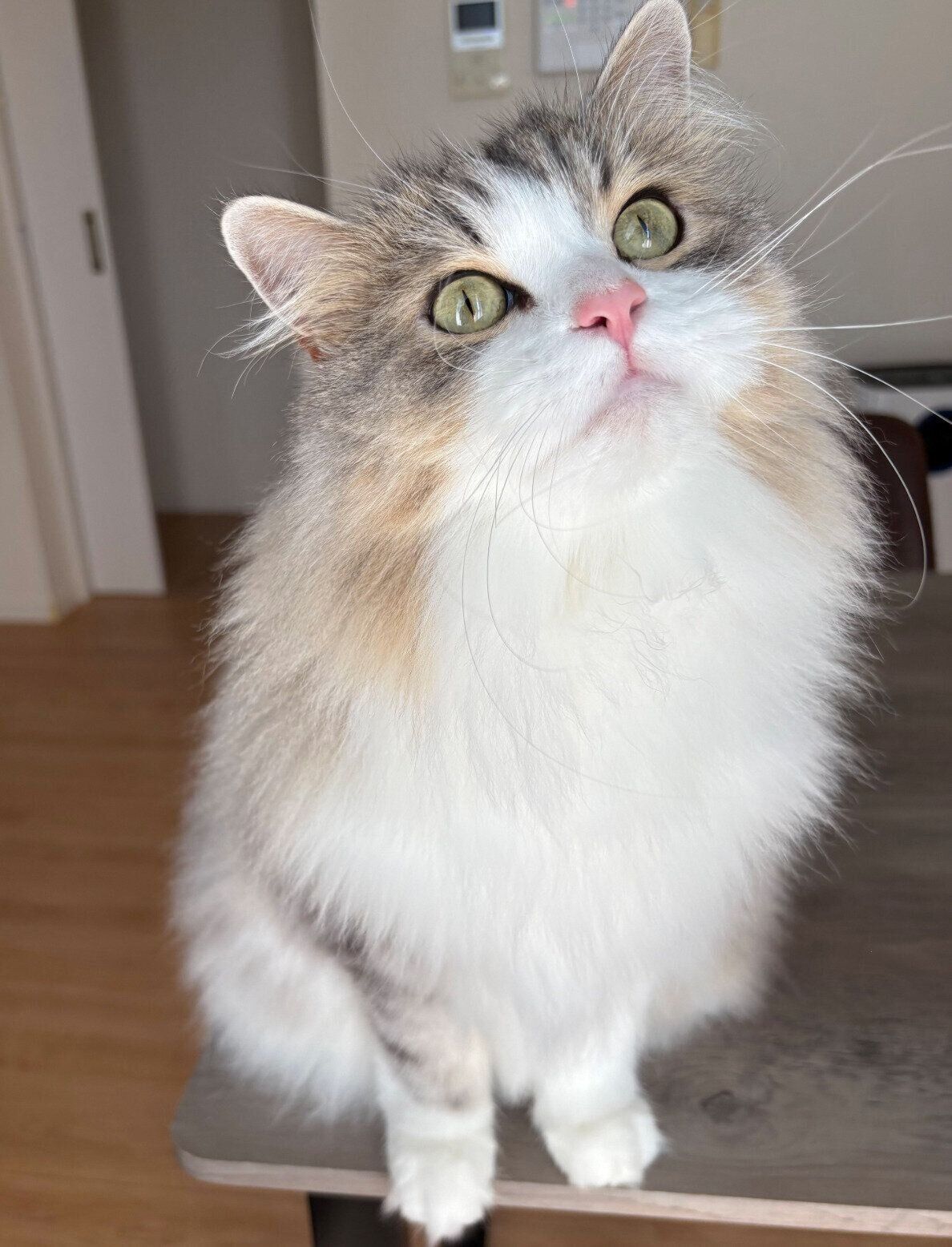 おやつをおねだりするふゆくん