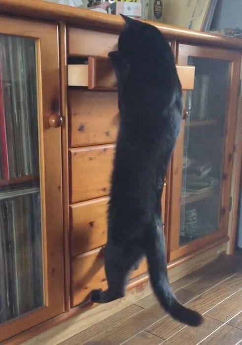 引き出しを開ける猫別府くん