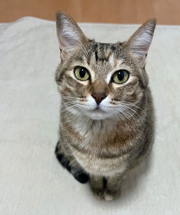 見つめるつむぎちゃん