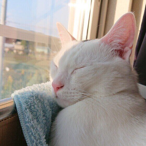 窓辺でお昼寝中のゆきみちゃん