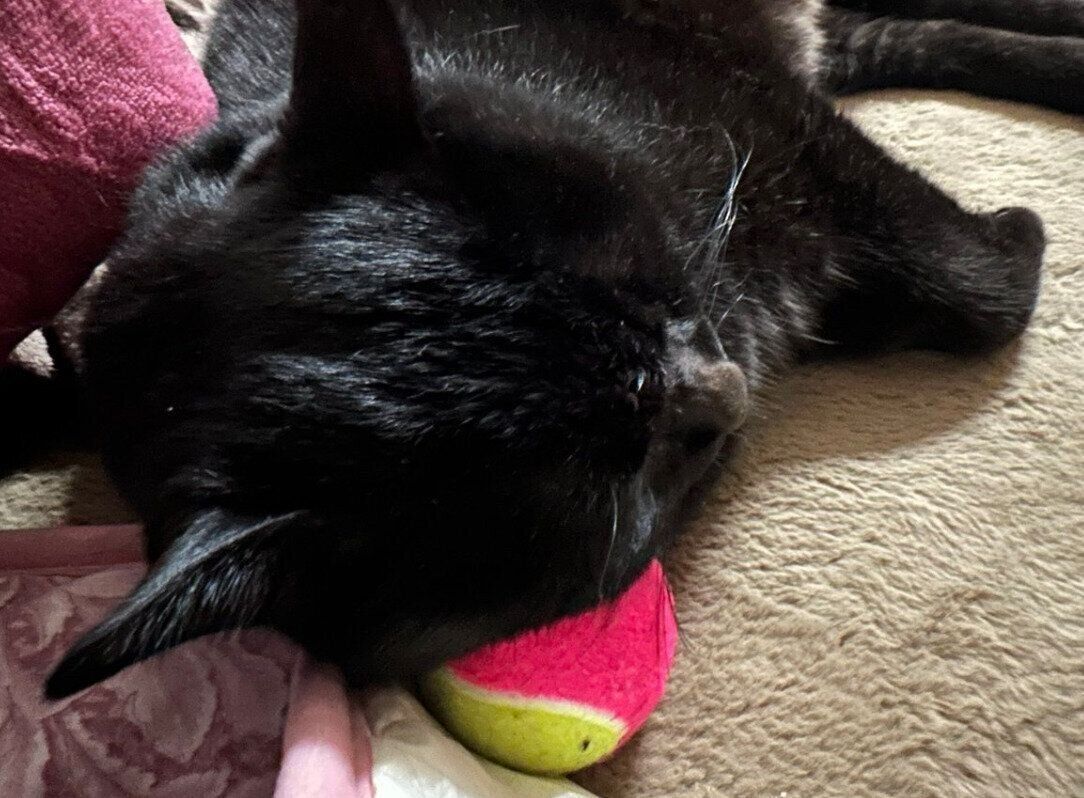 テニスボールは転がって、少し寝にくいかも？