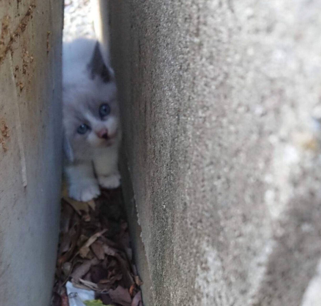 保護する前のパンくん。