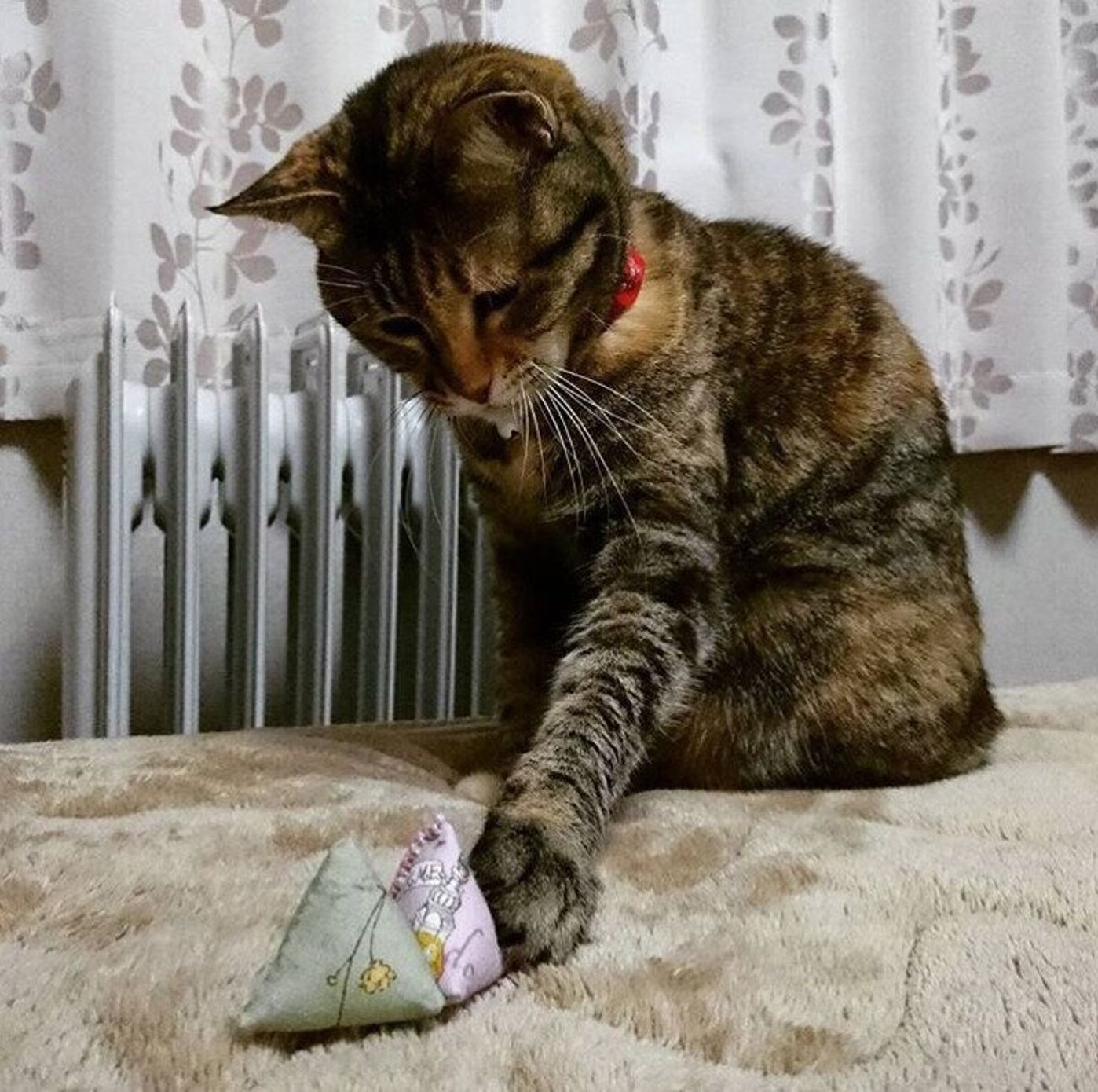 愛猫も大喜び コロコロかわいいテトラ型の手作り猫おもちゃ ねこのきもちweb Magazine 愛猫も大喜び コロコロかわいいテトラ型の手作り猫おもちゃ ねこのきもちweb Magazine