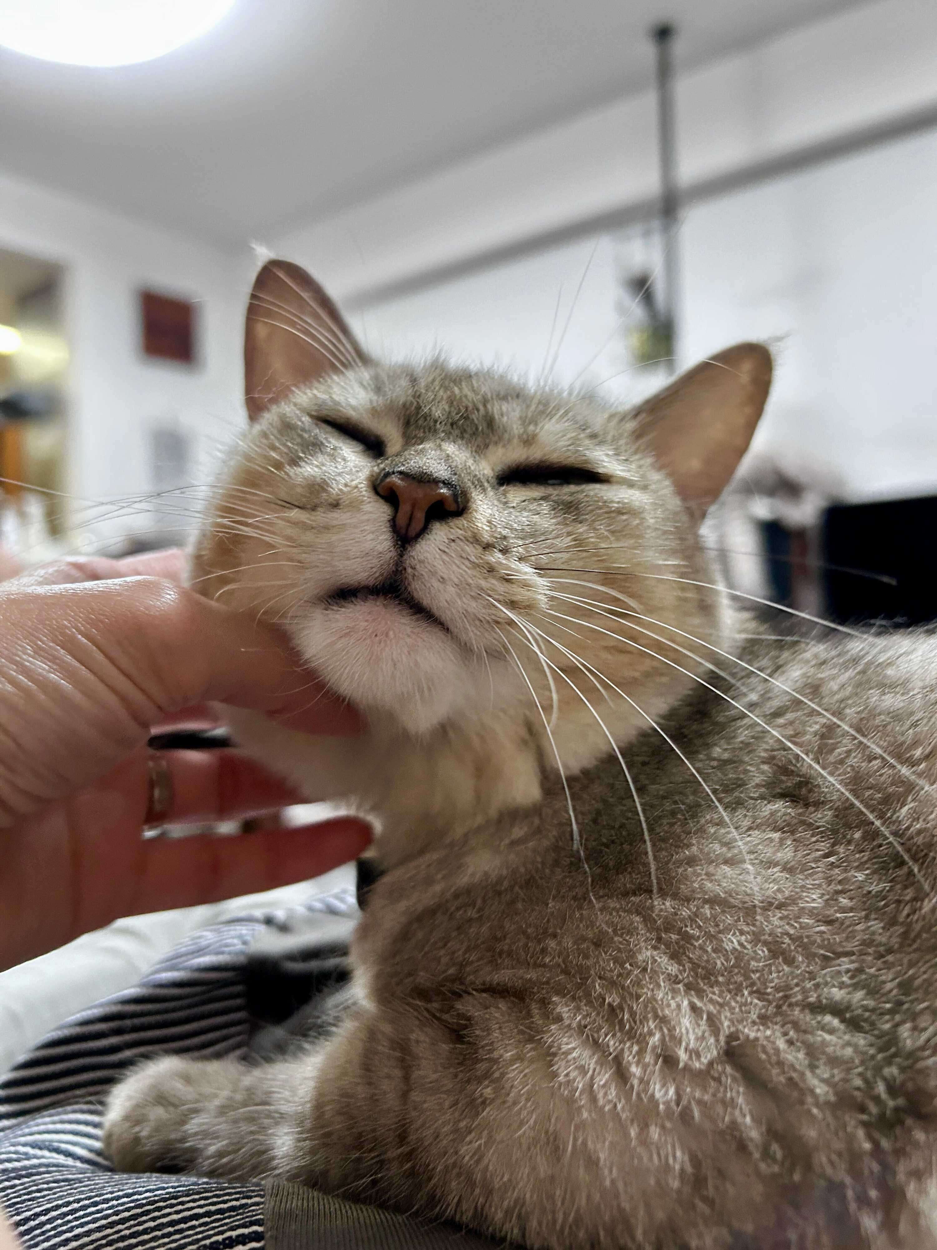 顎を撫でられている猫