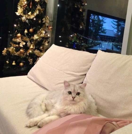 くつろぐペルシャ