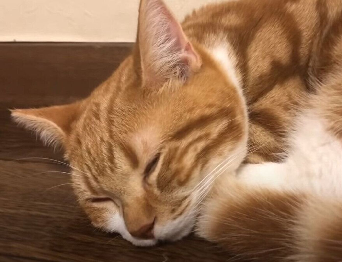 マンチカンの子猫がブラッシングに挑戦 パパさんの作戦が大成功 ねこのきもちweb Magazine マンチカンの子猫がブラッシングに挑戦 パパさんの作戦が大成功 ねこのきもちweb Magazine