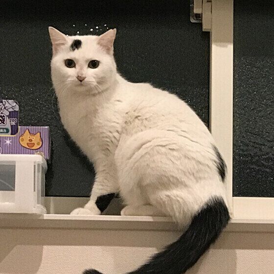 窓枠に座るマロちゃん（MIX）