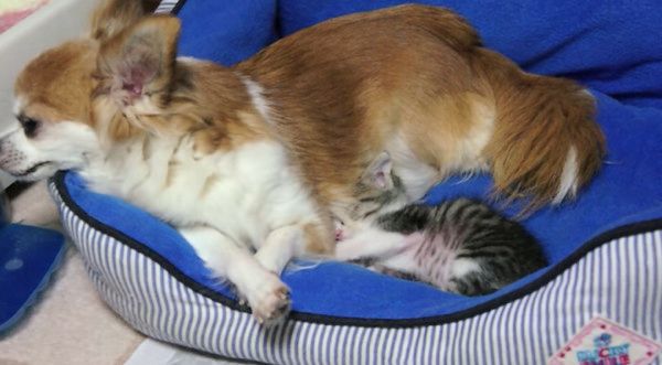 寄り添うチワワと子猫