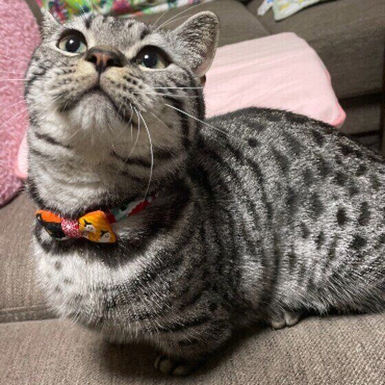 おやつを待つマンチカンのシオンちゃん