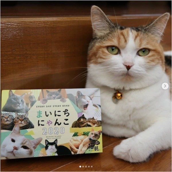 「まいにちにゃんこ2020」