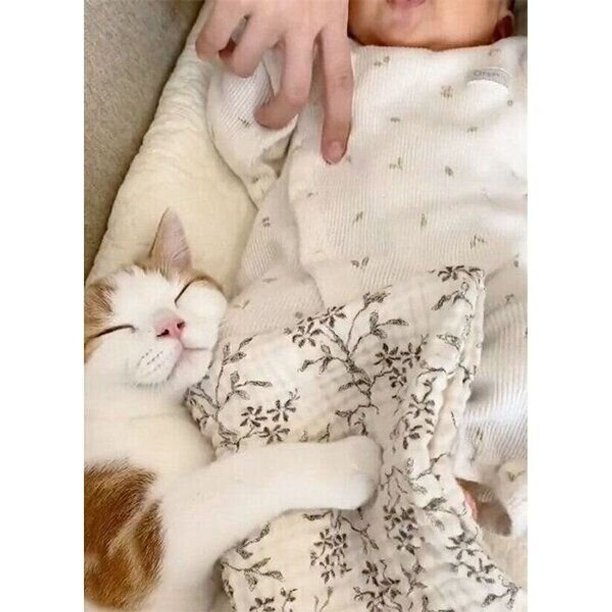 赤ちゃんが大好きすぎる猫 絶対に離れようとしない 健気な愛情 にキュン ねこのきもちweb Magazine 赤ちゃんが大好きすぎる猫 絶対に離れようとしない 健気な愛情 にキュン ねこのきもちweb Magazine
