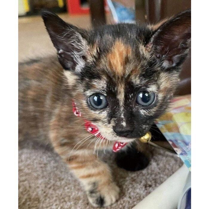 お迎え初日のワサビちゃん