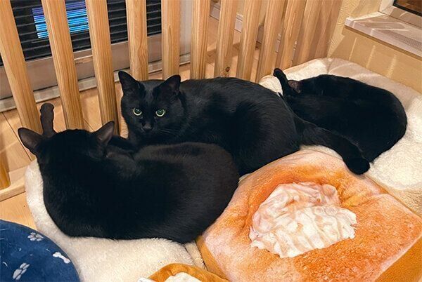 猫団子になるくろべぇくん、あきとらくん、墨太くん