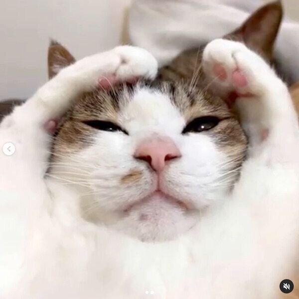 可愛らしいポーズをするマイレくん