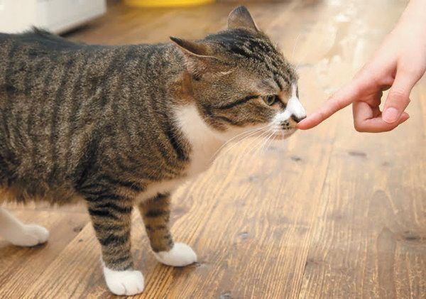 指のニオイを嗅ぐ猫