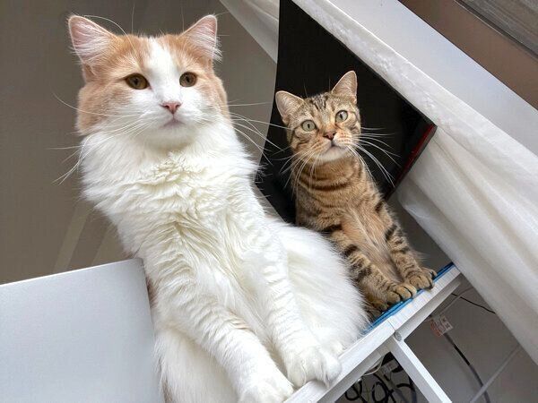 見つめる博士くんと教授くん