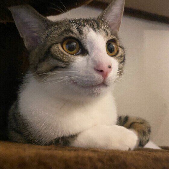 笑顔に見えるサバトラ猫