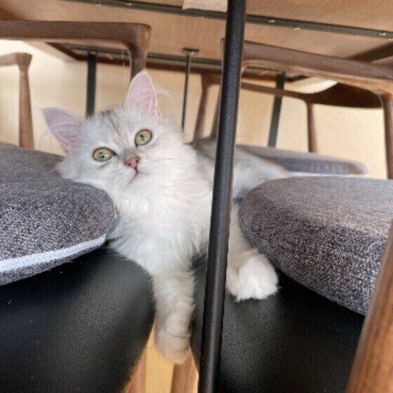 横たわるめるちゃん（ミヌエット）