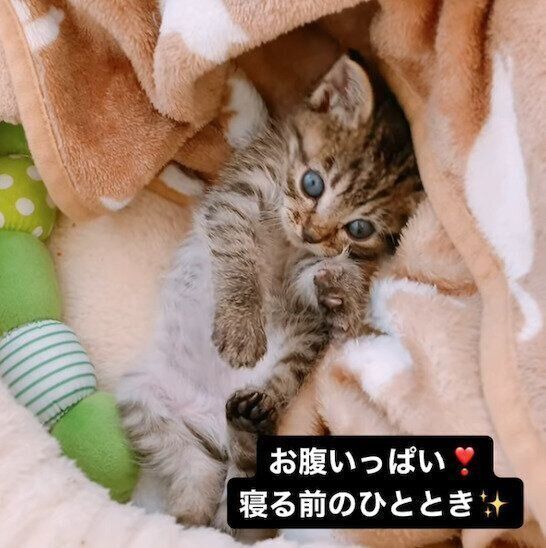 寝転がるあんずちゃん