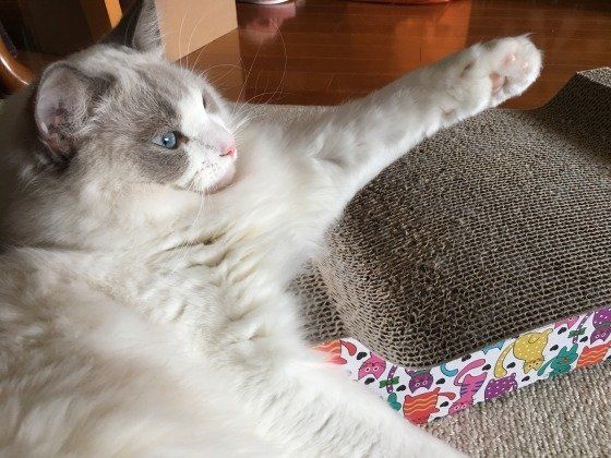 くつろぐラグドール