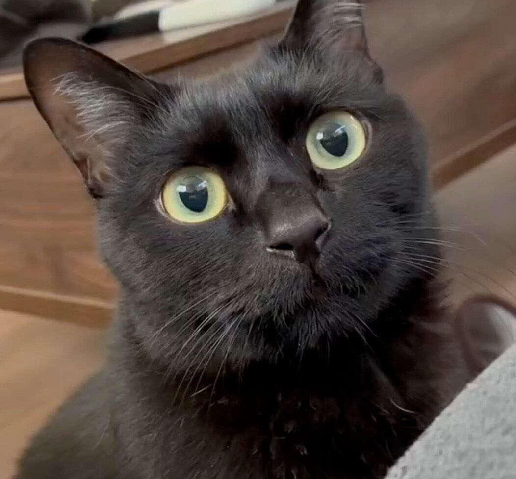 見つめるよもぎくん