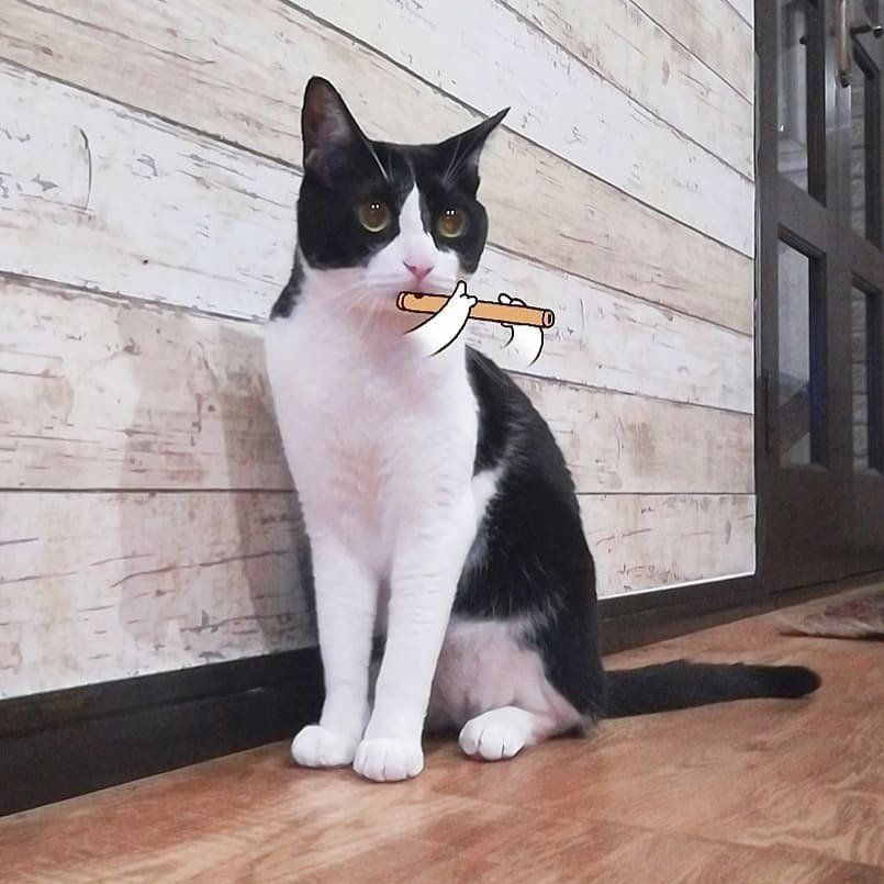 snowフィルタで笛を吹く猫