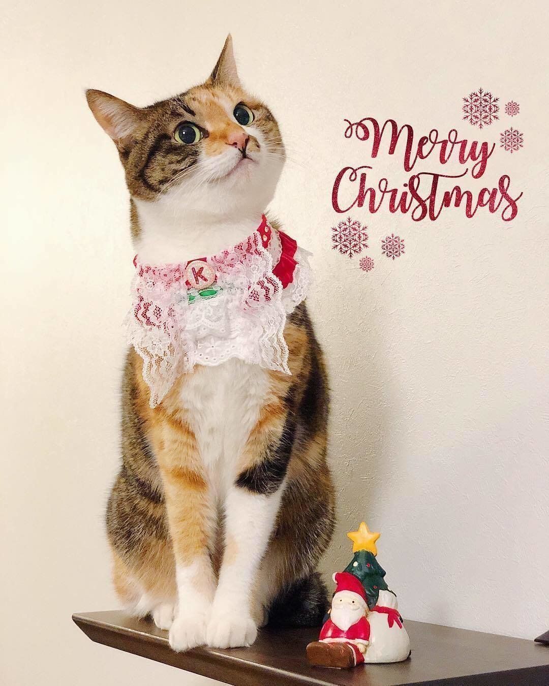 クリスマス気分の紅茶ちゃん