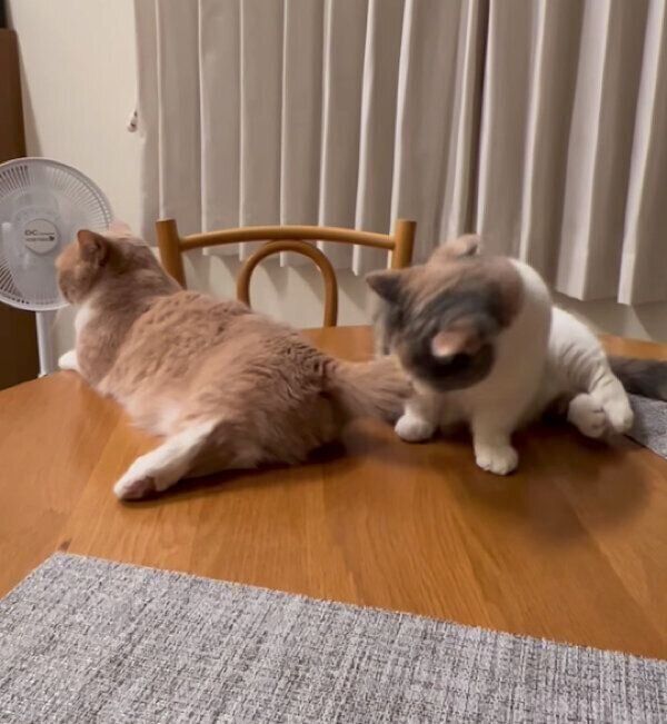 ネネちゃんのしっぽで遊ぶララちゃん