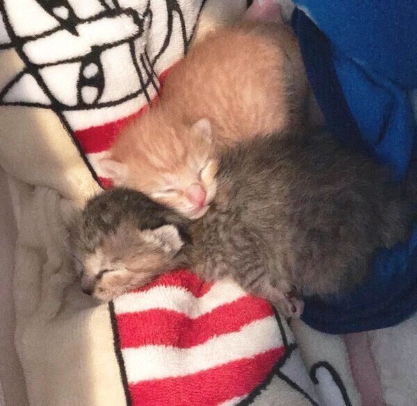 子猫時代のノイくんとノアちゃん