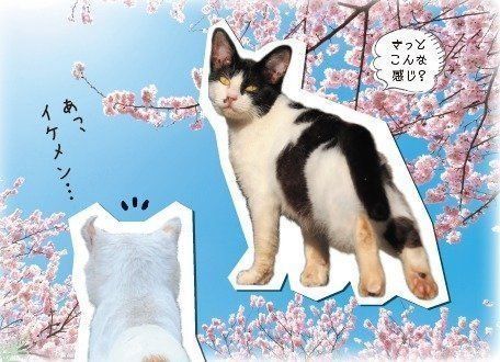 画像／2018年４月号『春は猫もソワソワ、ワクワク猫の恋劇場』