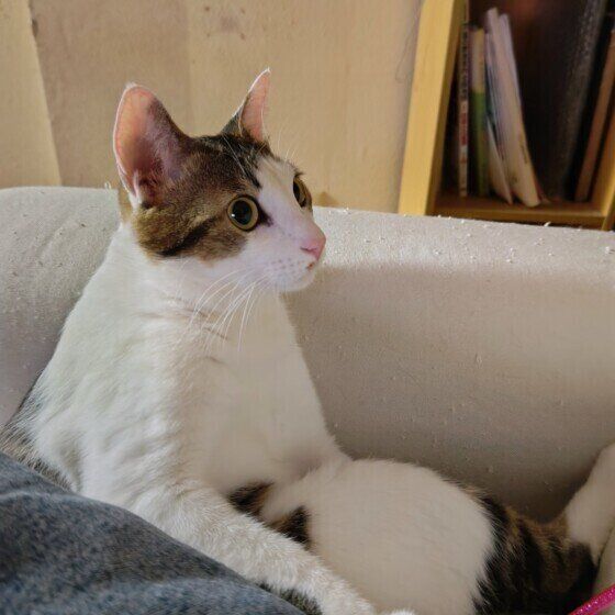 テレビを観るレオくん