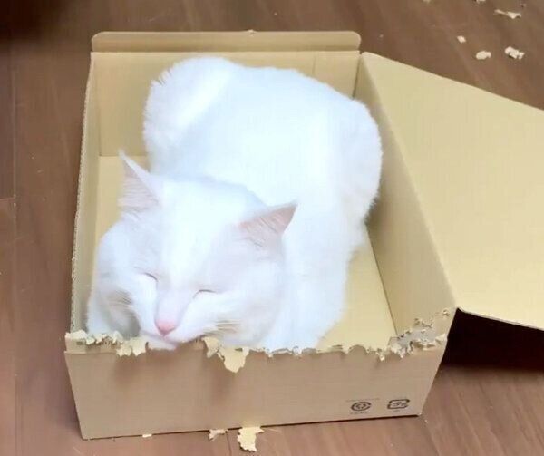 箱の中でくつろぐハク様