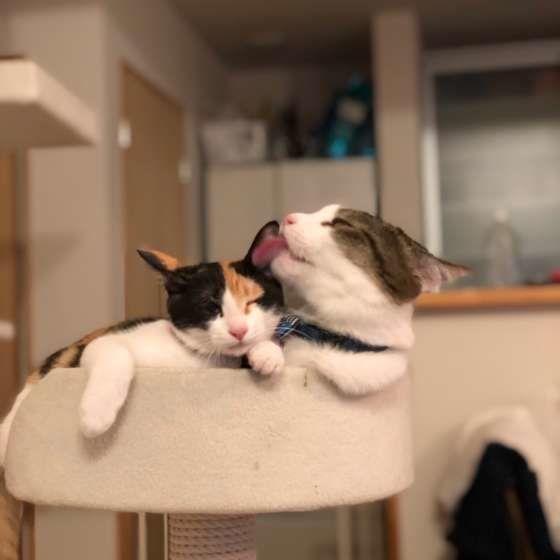 仲良しな猫