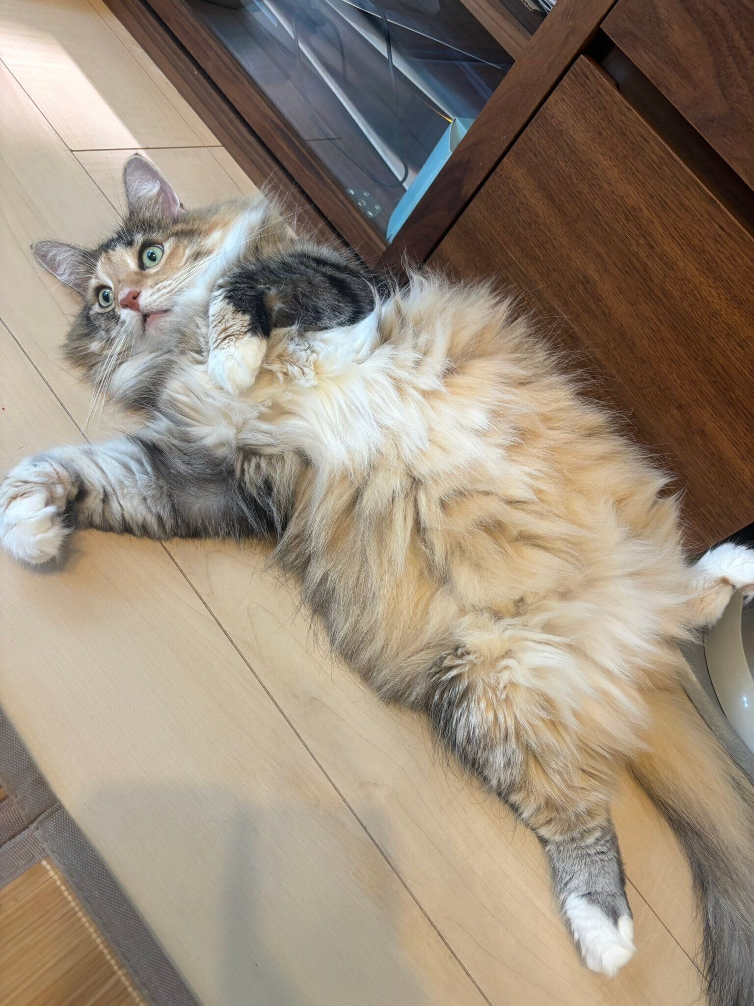 床に寝ているノルウェージャンフォレストキャット