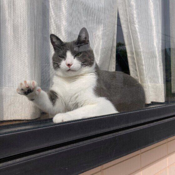 Mix（グレー）のルイくん♪