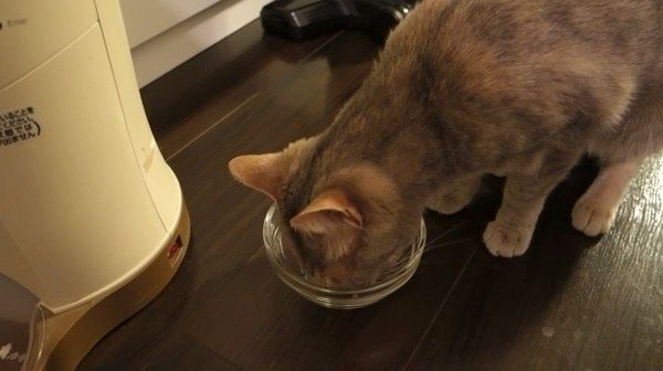 ゴハンを食べる猫
