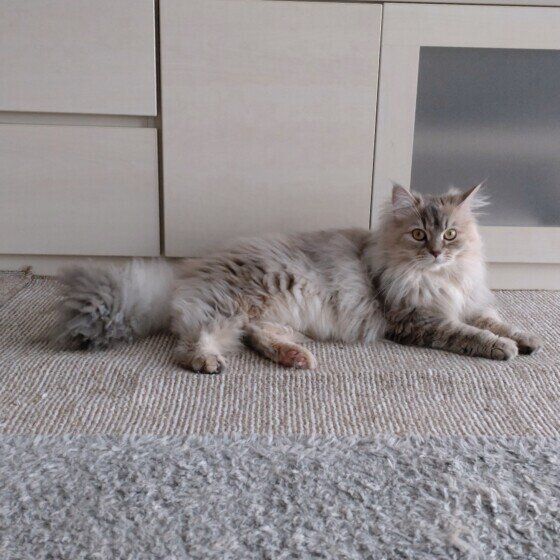 横たわるランちゃん（ラガマフィン）