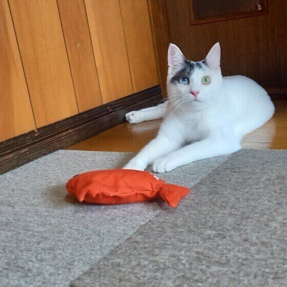 座るレイくん（MIX）