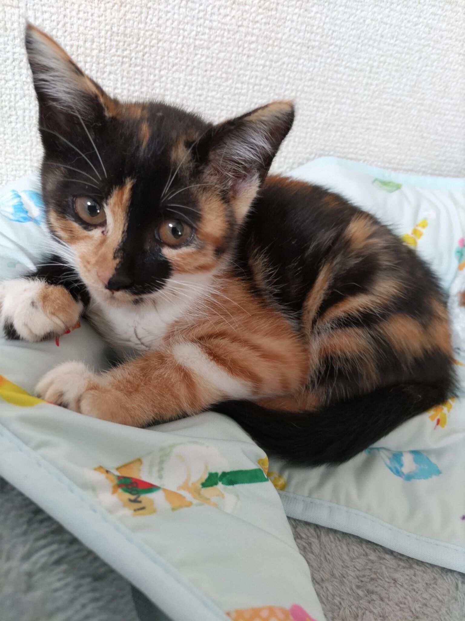 飼い主を見上げる子猫