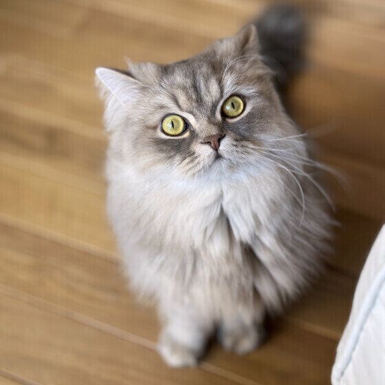 おやつを待つラガマフィンのLottaくん