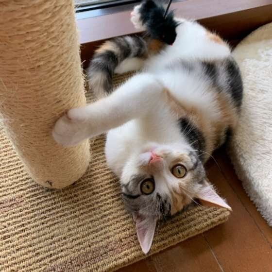 マンチカン　きなこ