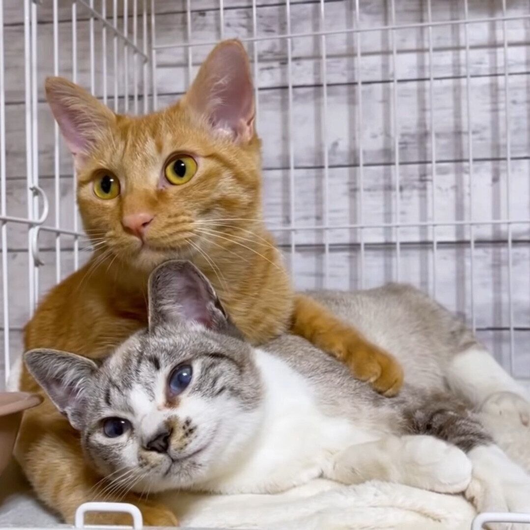 とにかく仲良しなリクちゃんとリノちゃん