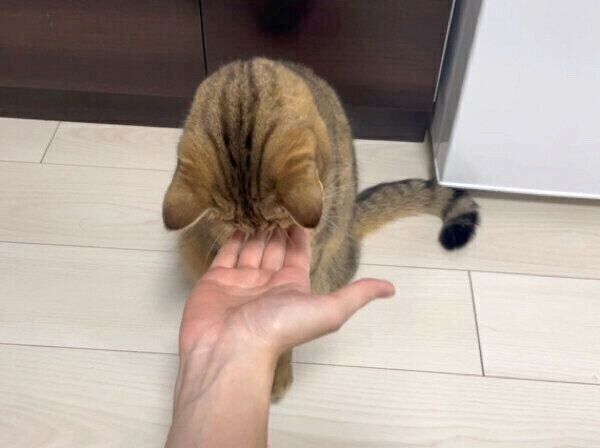 飼い主さんの手をじっくり見るみにらくん