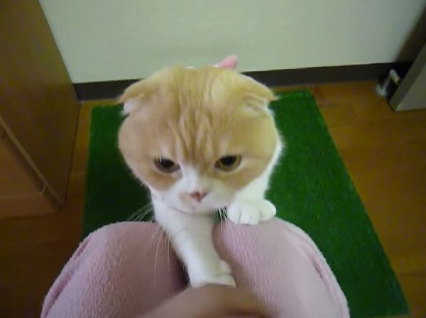 カメラに突撃する猫