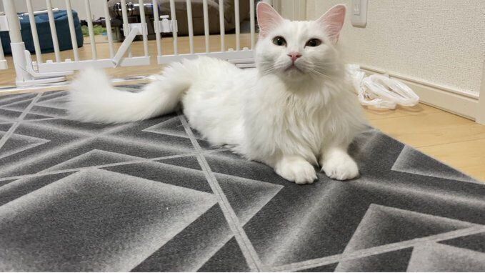 まったりする雪之丞ちゃん（マンチカン、メス）