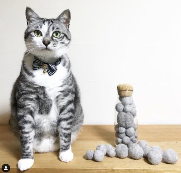 猫の春太郎くん