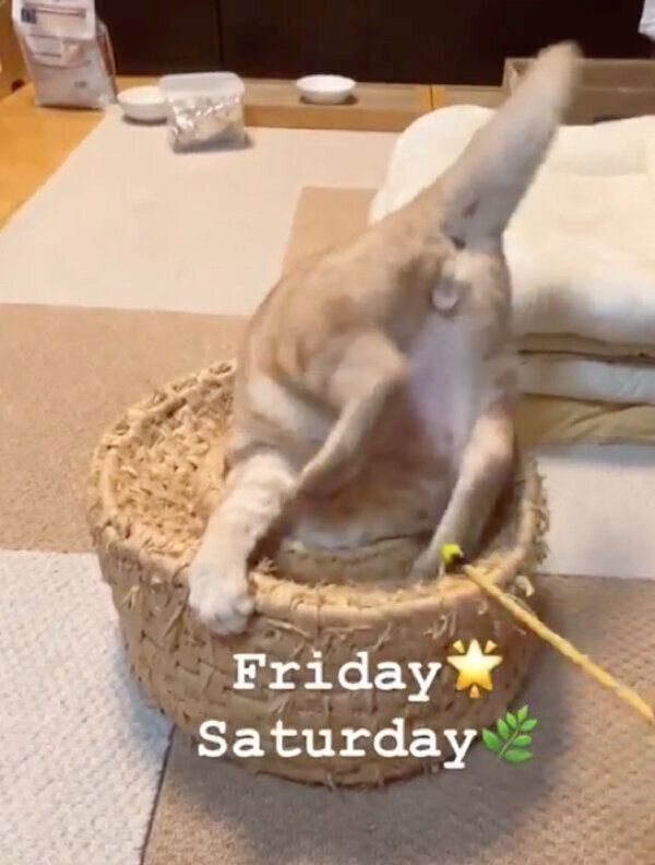 壺に頭を突っ込みながら遊ぶ、にゃーにゃくん